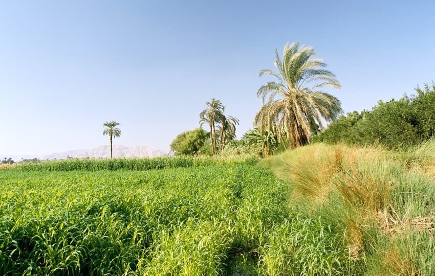 Banana Island Luxor​